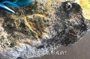 龙涎香是怎么形成的？