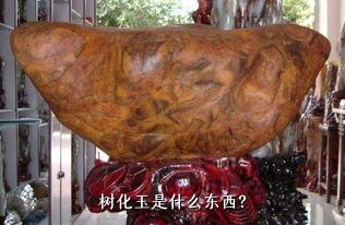 树化玉是什么东西？