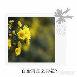 白金菊怎么种植？