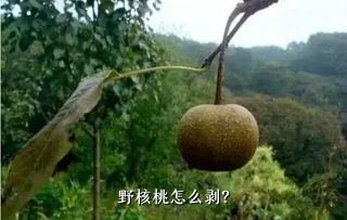 野核桃怎么剥？