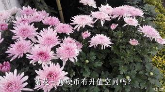 菊花一角硬币有升值空间吗？