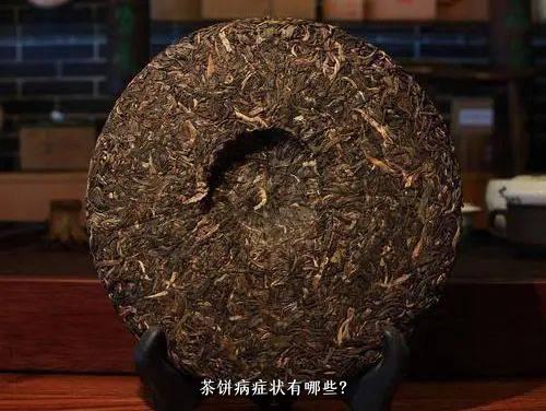 茶饼病症状有哪些？