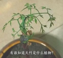 有谁知道天竹是什么植物？