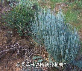 麻黄草可以随便种植吗？