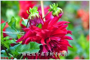 丽花这个名字好不好听