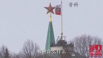 橡树什么什么