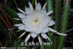 昙花具有什么特性？