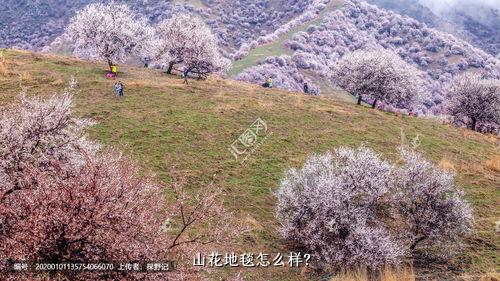 山花地毯怎么样？