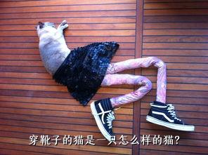 穿靴子的猫是一只怎么样的猫？