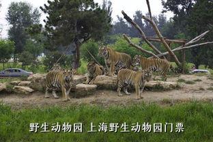 野生动物园 上海野生动物园门票