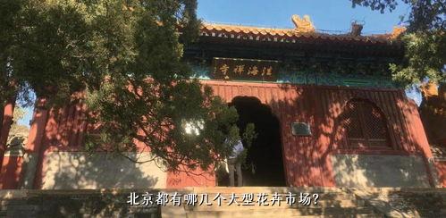 北京都有哪几个大型花卉市场？