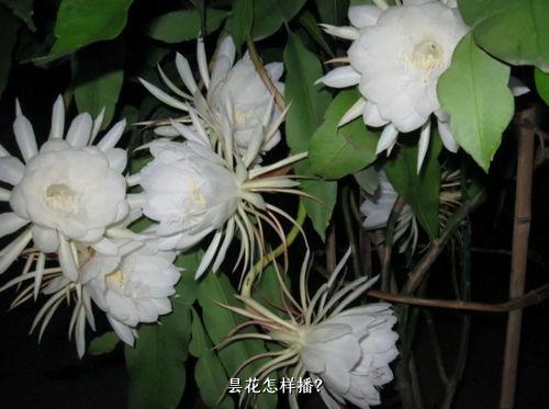 昙花怎样播？