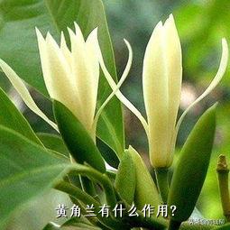 黄角兰有什么作用？