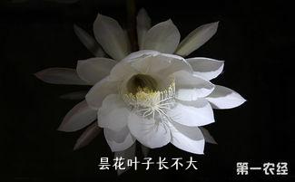 昙花叶子长不大