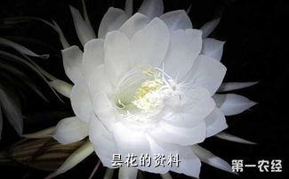 昙花的资料