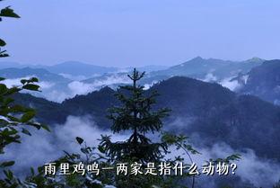 雨里鸡鸣一两家是指什么动物？