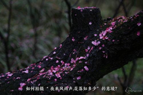 如何拍摄“ 夜来风雨声,花落知多少”的意境？