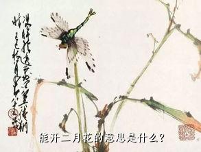 能开二月花的意思是什么？