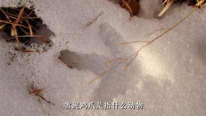 雪泥鸿爪是指什么动物