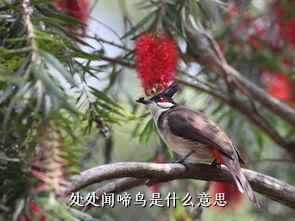 处处闻啼鸟是什么意思