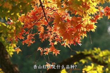 香山红叶是什么品种？