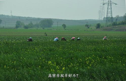 高密市双羊好不？