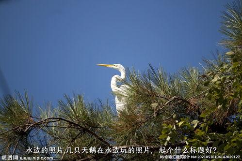 水边的照片，几只天鹅在水边玩的照片，起个什么标题好？