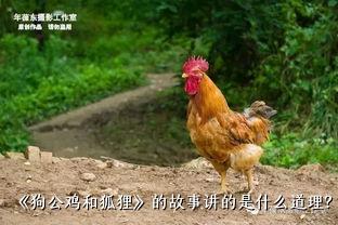 《狗公鸡和狐狸》的故事讲的是什么道理？