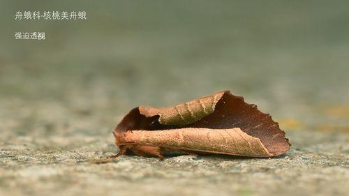 找一部盗墓电影，我记得在墓里有一个情节是墙上的玉石破茧出现很多会咬人的虫子，还有在通道里有滚石