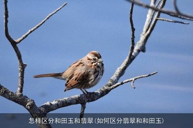 怎样区分和田玉和翡翠(如何区分翡翠和和田玉)