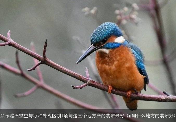 翡翠赌石嫩空与冰种外观区别(缅甸这三个地方产的翡翠最好 缅甸什么地方的翡翠好)