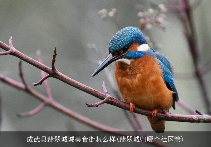 成武县翡翠城城美食街怎么样(翡翠城归哪个社区管)