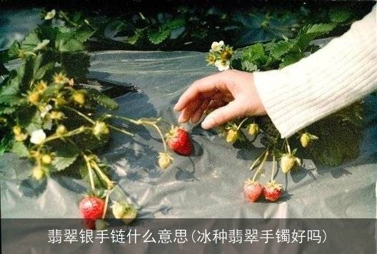 翡翠银手链什么意思(冰种翡翠手镯好吗)