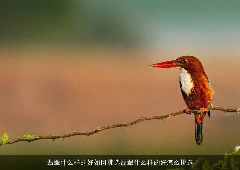 翡翠什么样的好如何挑选翡翠什么样的好怎么挑选