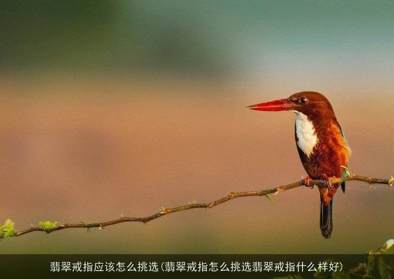 翡翠戒指应该怎么挑选(翡翠戒指怎么挑选翡翠戒指什么样好)