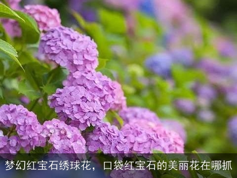 梦幻红宝石绣球花，口袋红宝石的美丽花在哪抓