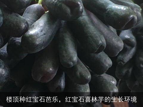 楼顶种红宝石芭乐，红宝石喜林芋的生长环境