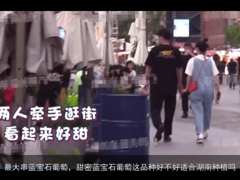 最大串蓝宝石葡萄，甜密蓝宝石葡萄这品种好不好适合湖南种植吗