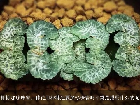 椰糠加珍珠岩，种花用椰糠还要加珍珠岩吗平常是搭配什么的呢