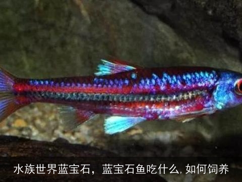 水族世界蓝宝石，蓝宝石鱼吃什么,如何饲养