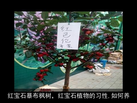 红宝石暴布枫树，红宝石植物的习性,如何养