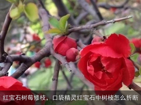 红宝石树莓修枝，口袋精灵红宝石中树枝怎么折断