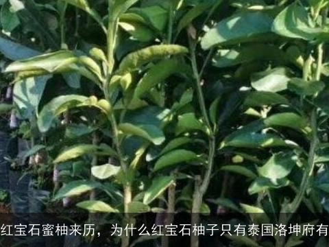 红宝石蜜柚来历，为什么红宝石柚子只有泰国洛坤府有