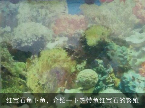 红宝石鱼下鱼，介绍一下热带鱼红宝石的繁殖