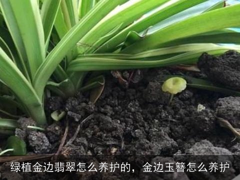 绿植金边翡翠怎么养护的，金边玉簪怎么养护