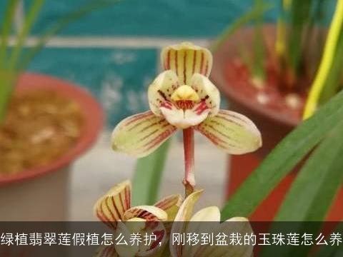 绿植翡翠莲假植怎么养护，刚移到盆栽的玉珠莲怎么养