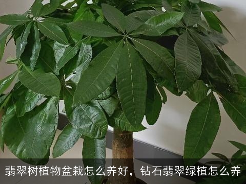 翡翠树植物盆栽怎么养好，钻石翡翠绿植怎么养