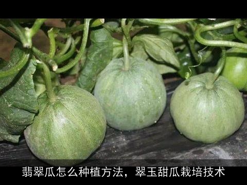 翡翠瓜怎么种植方法，翠玉甜瓜栽培技术